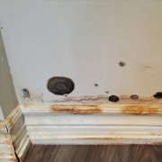 Etobicoke mold Removal remediation