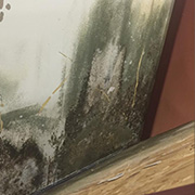 Scarborough mold Removal remediation