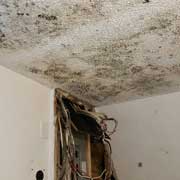 mold remediation toronto gta
