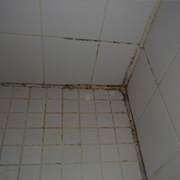 Shower Mold Removal Toronto