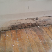 Mold Removal remediation in GTA