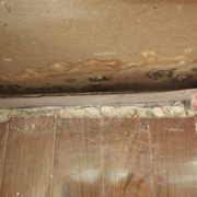 Trained mold remediation specialist